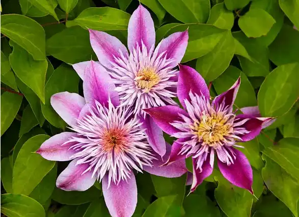 What is clematis used for?